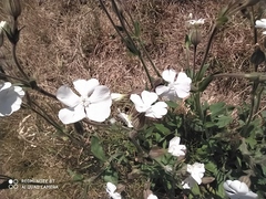 Silene latifolia