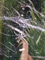 Cyrtophora citricola