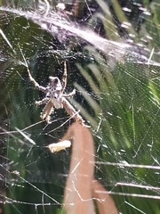 Cyrtophora citricola