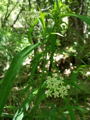 Asclepias angustifolia
