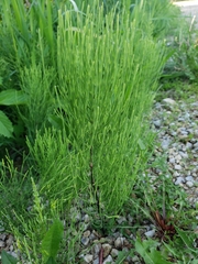 Equisetum sylvaticum