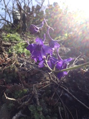 Delphinium madrense