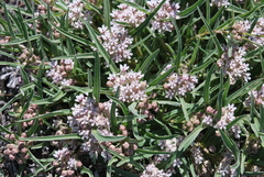 Asclepias involucrata