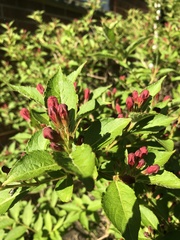 Weigela