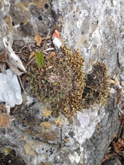 Mammillaria melanocentra melanocentra
