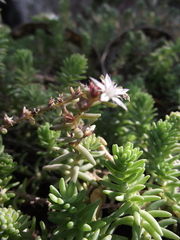 Sedum potosinum