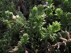 Sedum potosinum
