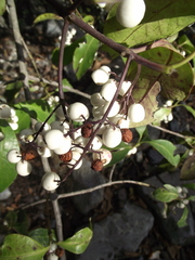 Chiococca pachyphylla