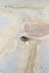 Phoenicurus ochruros