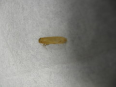 Manulea fuscodorsalis