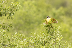 Pitangus sulphuratus