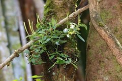 Peperomia trichophylla