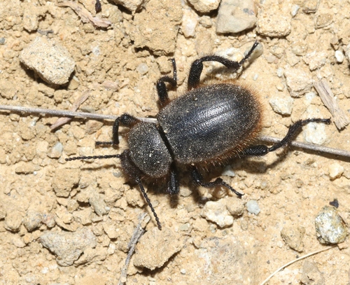 Woolly Darkling Beetle