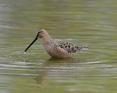 Limnodromus scolopaceus