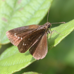 Iambrix salsala salsala