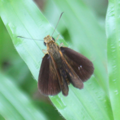 Iambrix salsala salsala