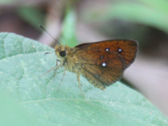 Iambrix salsala salsala