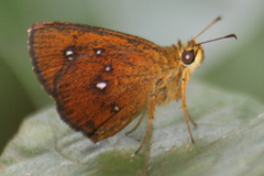 Iambrix salsala salsala