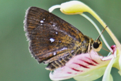 Iambrix salsala salsala