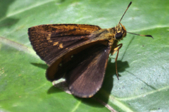 Iambrix salsala salsala