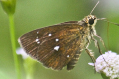 Iambrix salsala salsala