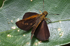 Iambrix salsala salsala