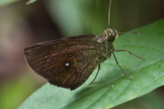 Iambrix salsala salsala