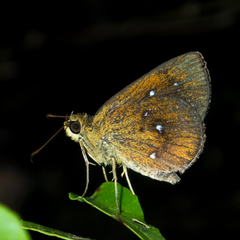 Iambrix salsala salsala