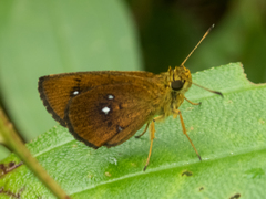 Iambrix salsala salsala