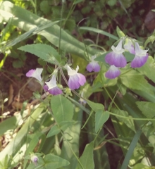 Collinsia multicolor