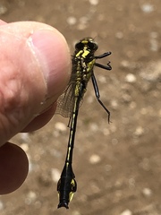 Gomphurus ventricosus