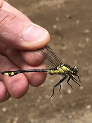 Gomphurus ventricosus