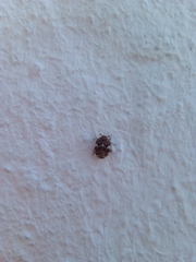 Anthrenus angustefasciatus