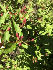 Weigela