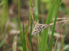 Diasemia accalis