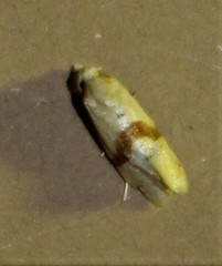 Cochylis caulocatax