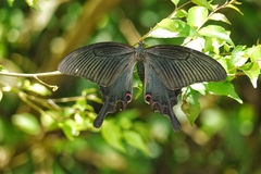 Papilio bianor thrasymedes