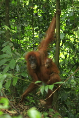 Pongo abelii