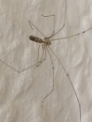 Pholcus phalangioides