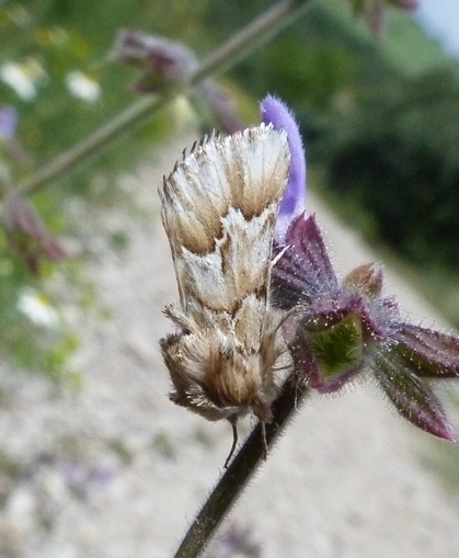 Oxicesta serratae