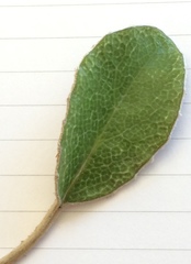 Brachyglottis elaeagnifolia