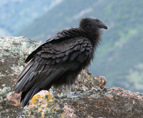 California Condor photographed in California