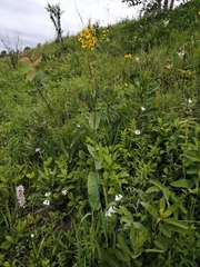 Ligularia glauca