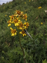Ligularia glauca
