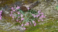 Silene acutifolia
