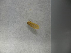 Manulea fuscodorsalis