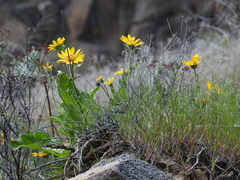 Balsamorhiza