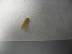 Manulea fuscodorsalis