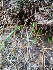 Dendrobium striolatum