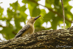 Melanerpes aurifrons